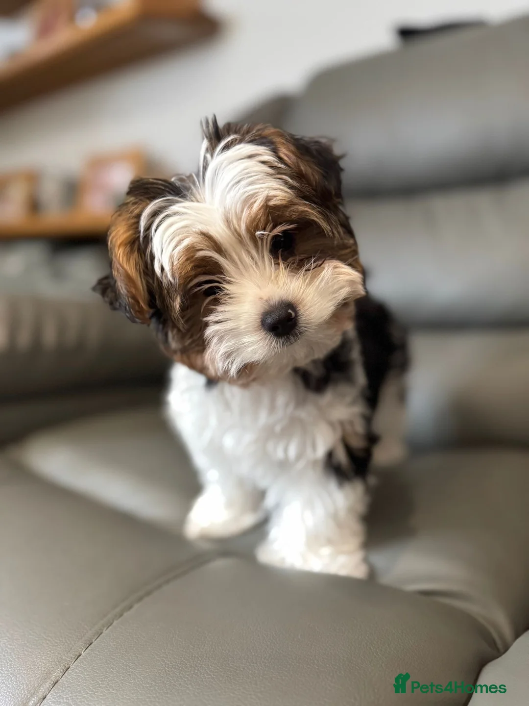 Biewer Terrier dogs for sale: Biewer Terrier puppy - Advert 1