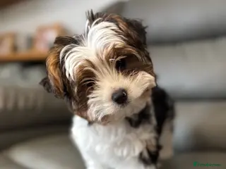 Biewer Terrier dogs Biewer Terrier puppy - Advert 1