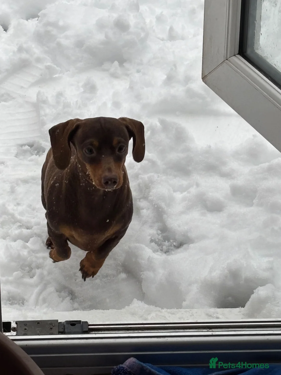Miniature Dachshund dogs for sale: Stunning litter of 3 miniature dachshunds  - Advert 2