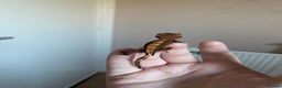 Gecko reptiles for sale: Crested Gecko Babies - Advert 10