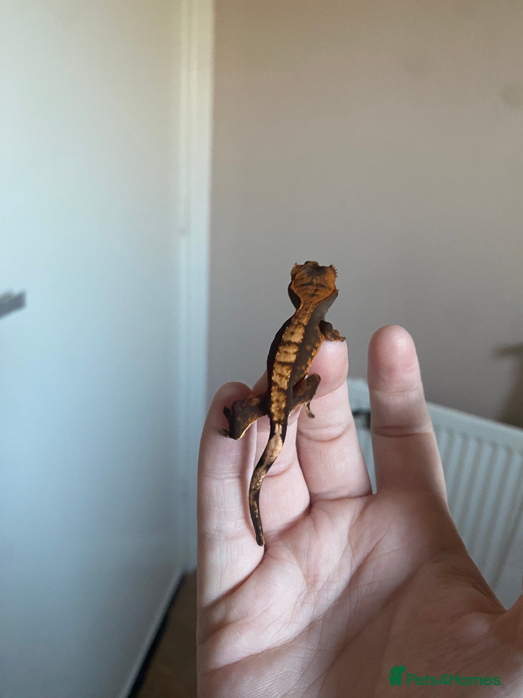 Gecko reptiles for sale: Crested Gecko Babies - Advert 10