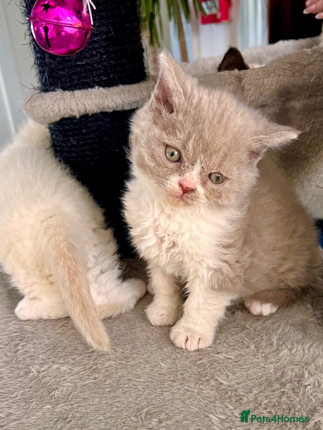 Selkirk Rex cats for sale: SELKIRK REX KITTENS  😻 - Advert 8