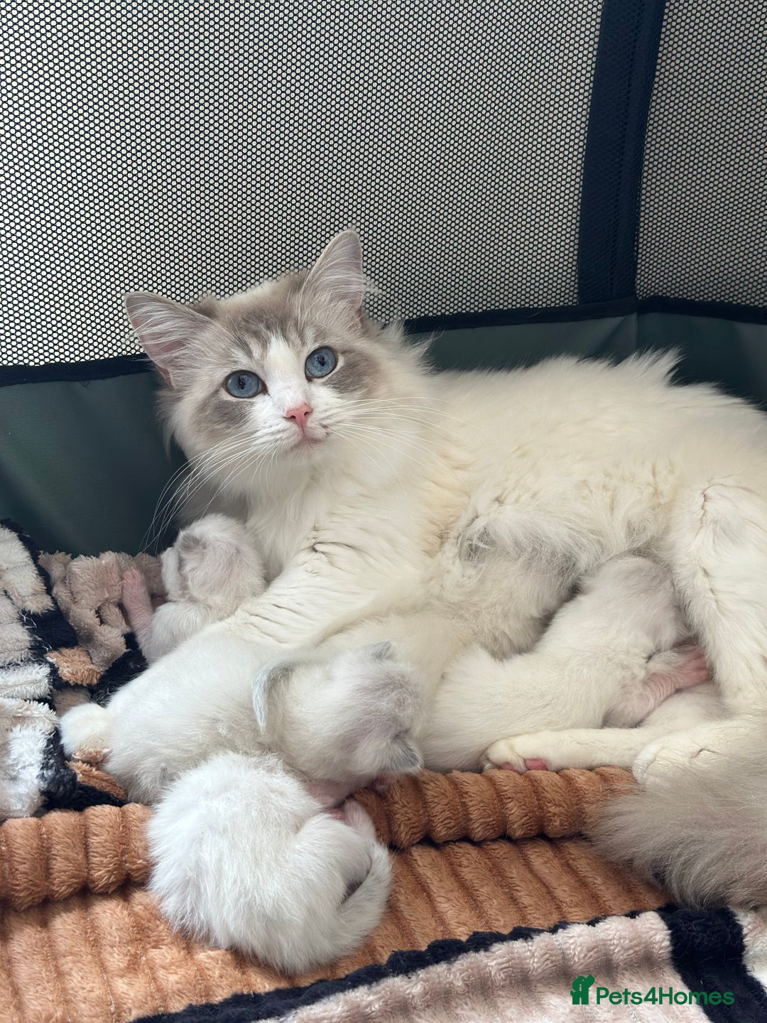 Ragdoll cats for sale: 1 GCCF Ragdoll Blue Point Boy left - Advert 6