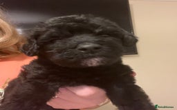 Miniature Schnauzer dogs for sale: 🐾🤎🐶Cavaschnauzer-Pups🐶🤎🐾 - Image 14