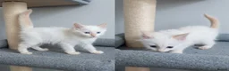 Ragdoll cats for sale: GCCF Ragdoll Kittens - Ready Now (Pet or Active) - Advert 32
