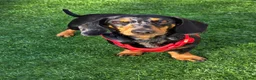 Miniature Dachshund dogs for sale: 2 year old miniature dachshund  in Lochgelly - Advert 3