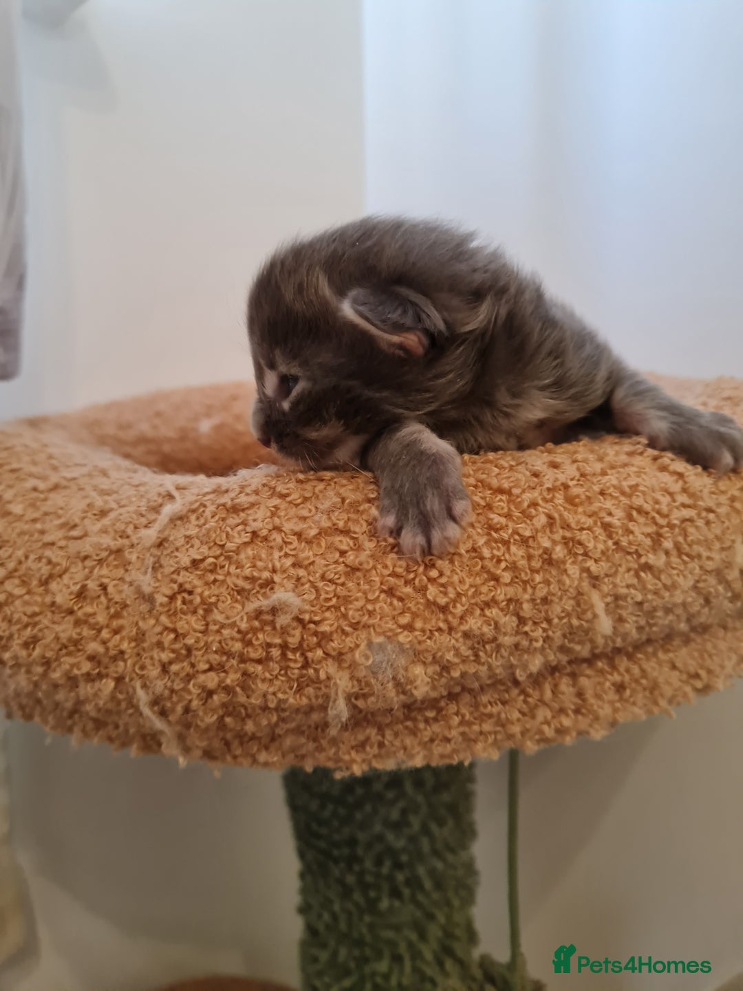 Maine Coon cats for sale: Maine coon kittens  - Advert 19