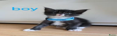 Maine Coon Kitten 3