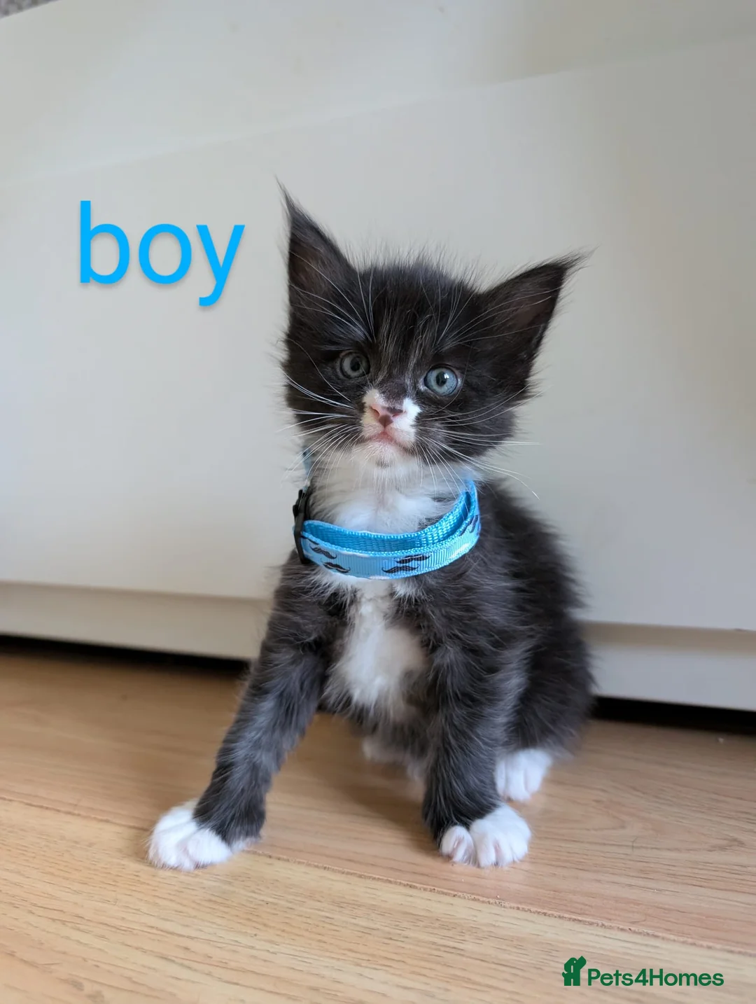 Maine Coon cats for sale: Gorgeous kittens for sale  - Advert 9