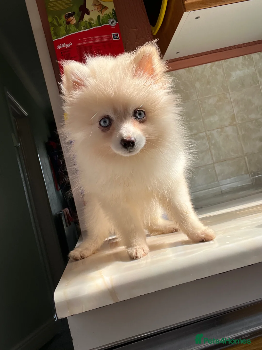 Pomsky dogs for sale: F4 TINY TOY Pomsky 1.3kg 18 weeks - Advert 2
