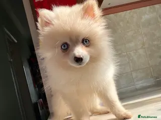 Pomsky dogs F4 TINY TOY Pomsky 1.3kg 16 weeks - Advert 11