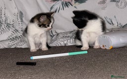 Mixed Breed cats for sale: Kittens for sale ready to go now   - Image 17