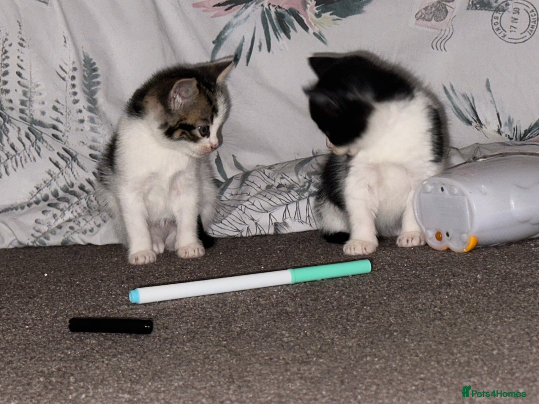 Mixed Breed cats for sale: Kittens for sale ready to go now   - Image 17