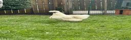 Chickens poultry for sale: White silkie & grey Pekin bantam - Advert 4