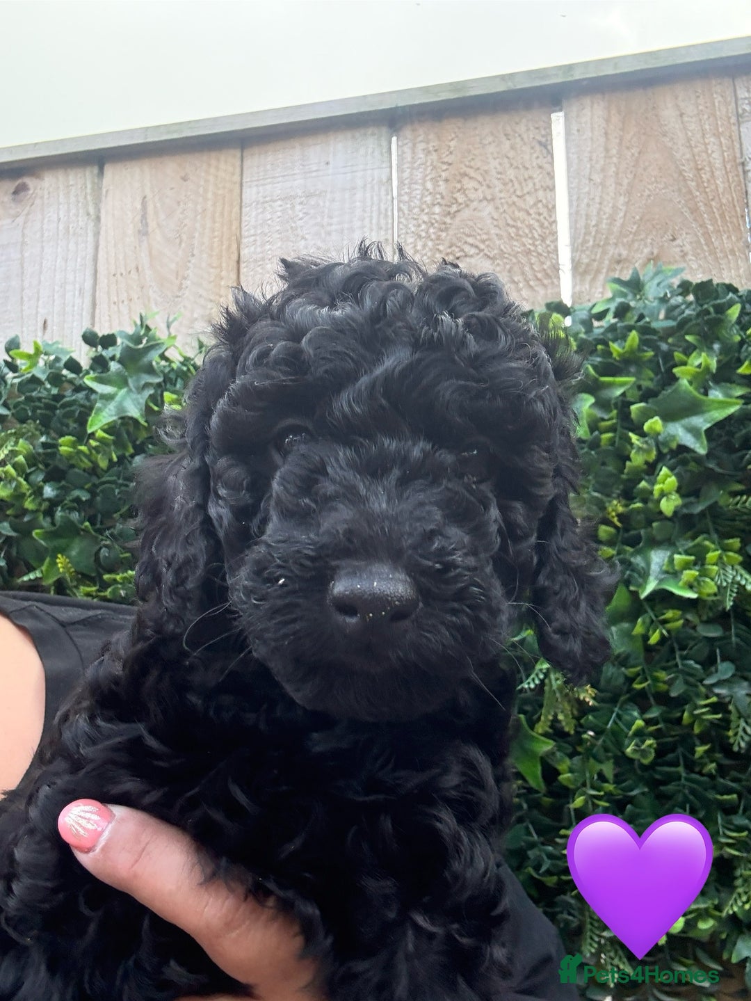 Labradoodle dogs for sale: F1bb labradoodle puppies black curly coat 🧬 clear - Image 34
