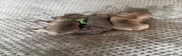 French Bulldog dogs for sale: Gorgeous French Bulldog puppy  - Advert 16
