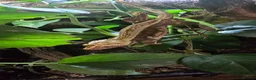 Gecko reptiles for sale: Female crested gecko + setup in Worthing - Advert 3