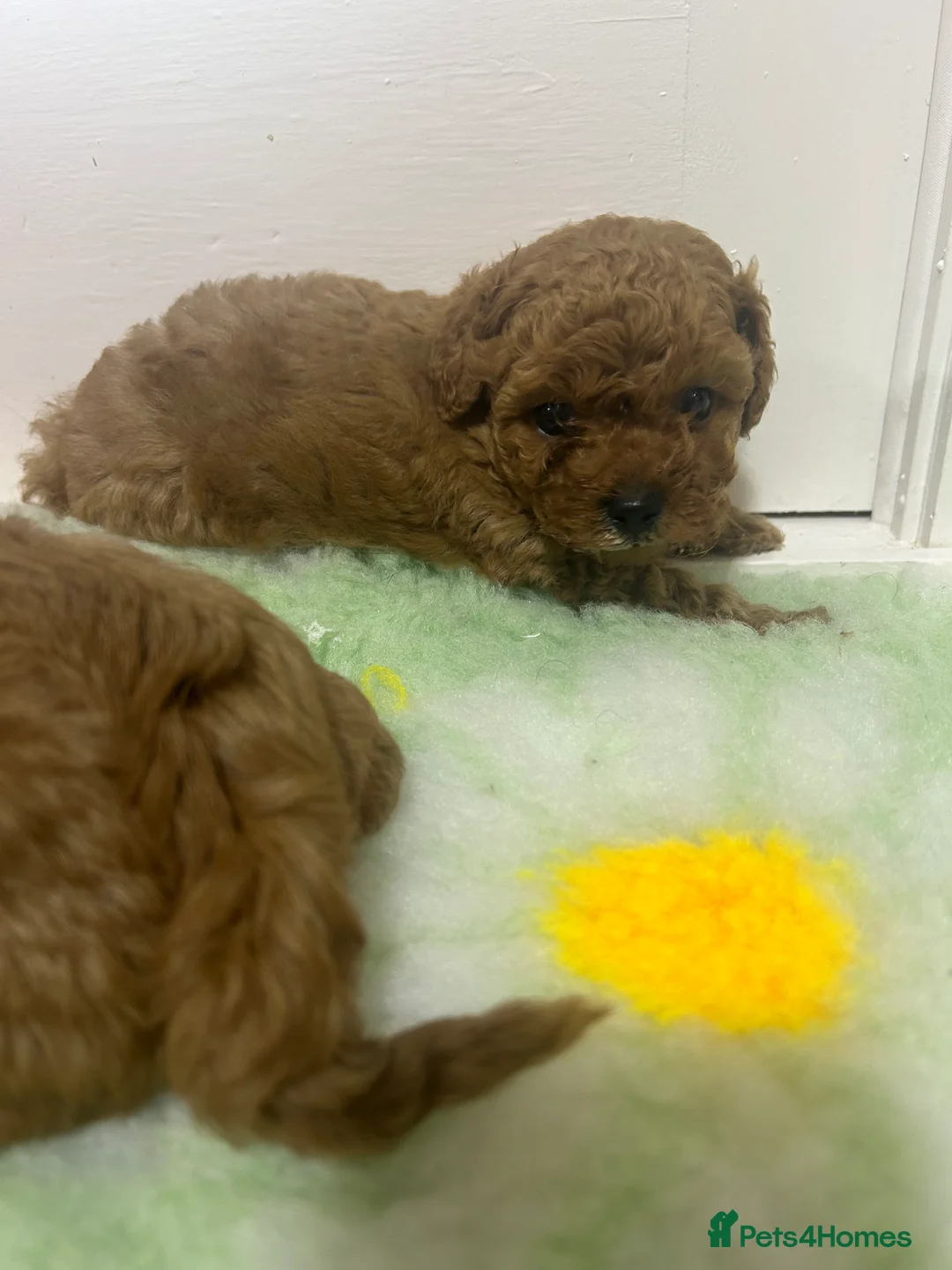 Cavapoo dogs for sale: Beautiful red F1b Cavapoo puppies 🐶  - Advert 10