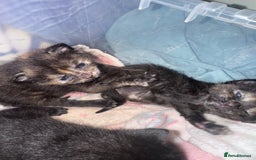 Domestic Shorthair cats for sale: Gorgeous baby kittens  - Image 6