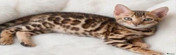 Bengal cats for sale: Beautiful Bengal kitten - Advert 1