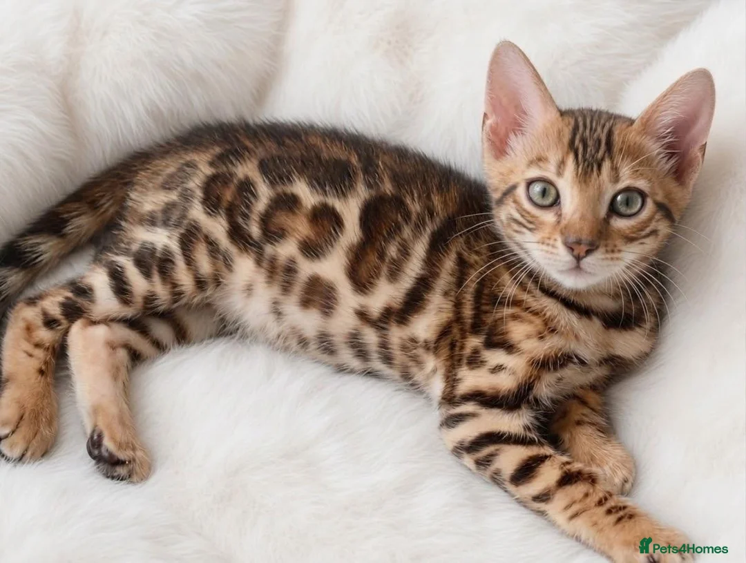 Bengal cats for sale: Beautiful Bengal kitten - Advert 1