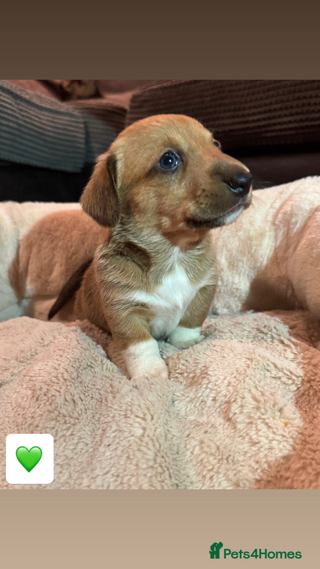 Mixed Breed dogs for sale: 💛Dorgi Puppies🤎 - Advert 14