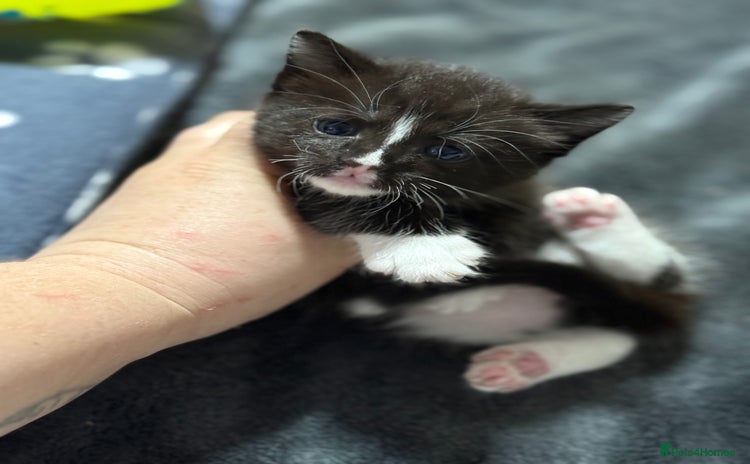 Mixed Breed cats 1 boy left - Advert 13