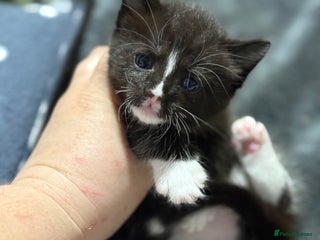 Mixed Breed cats 1 boy left - Advert 6