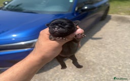 Pug dogs for sale: Home raise fawn&black Pug puppies - Advert 5