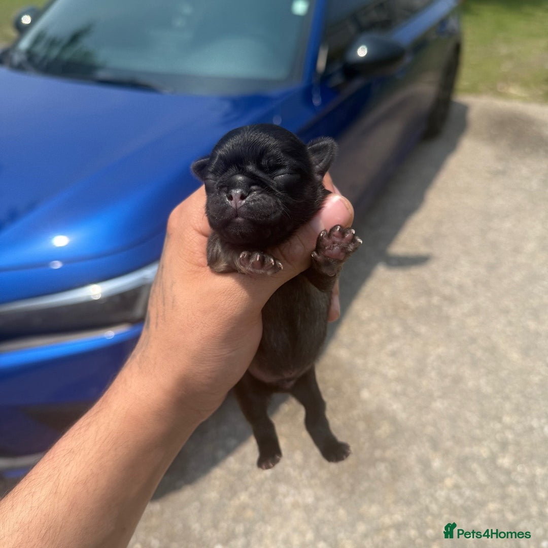 Pug dogs for sale: Home raise fawn&black Pug puppies - Advert 5