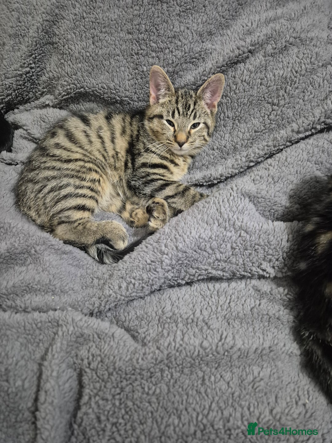 Mixed Breed cats for sale: 5 lovely affectionate kitten looking for home - Advert 9