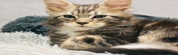 Maine Coon cats for sale: Premium Maine Coon fluffballs😻🐾 - Advert 3