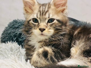 Maine Coon cats Premium Maine Coon fluffballs😻🐾 - Advert 1