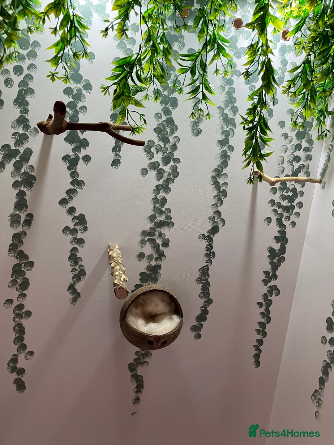 Finches birds for sale: Beautiful Aviary with lights  - Image 7