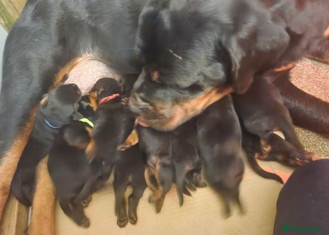 Rottweiler dogs for sale: Adorable healthy Rottweiler pups for nice homes - Advert 6