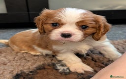 Cavalier King Charles Spaniel dogs for sale: KC Health Tested Cavalier King Charles Spaniels - Image 4