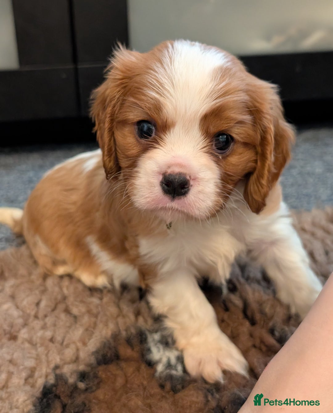 Cavalier King Charles Spaniel dogs for sale: KC Health Tested Cavalier King Charles Spaniels - Image 4