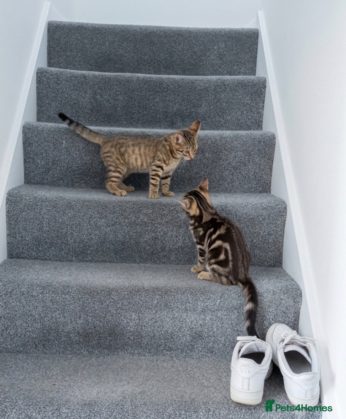 Mixed Breed cats Cheeky Whiskers Kittens Available  - Advert 18
