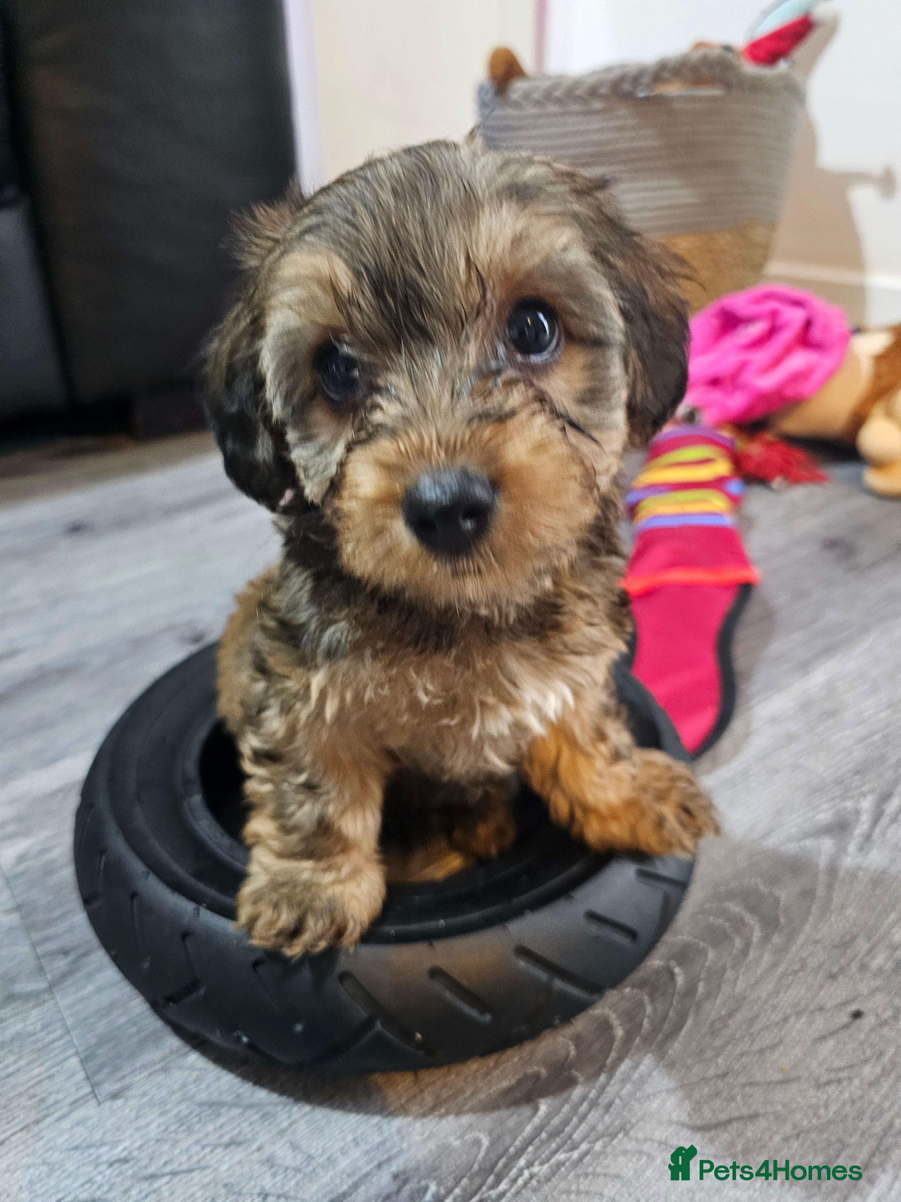 Mixed Breed dogs  **  Toy yorkipoo  - Advert 2