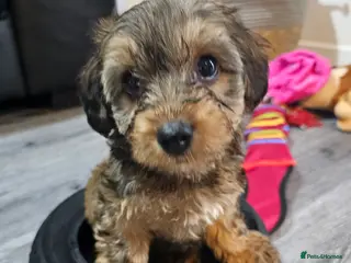 Mixed Breed dogs ** Toy yorkipoo - Advert 2