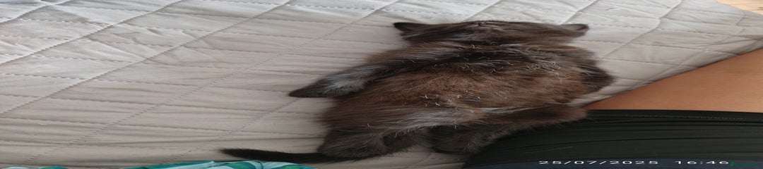 Mixed Breed Kitten 2