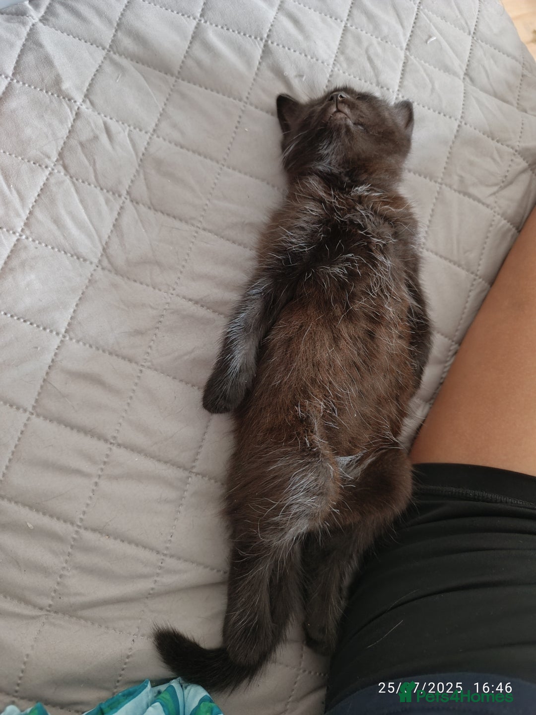 Mixed Breed cats for sale: Tabby kitten - Image 8