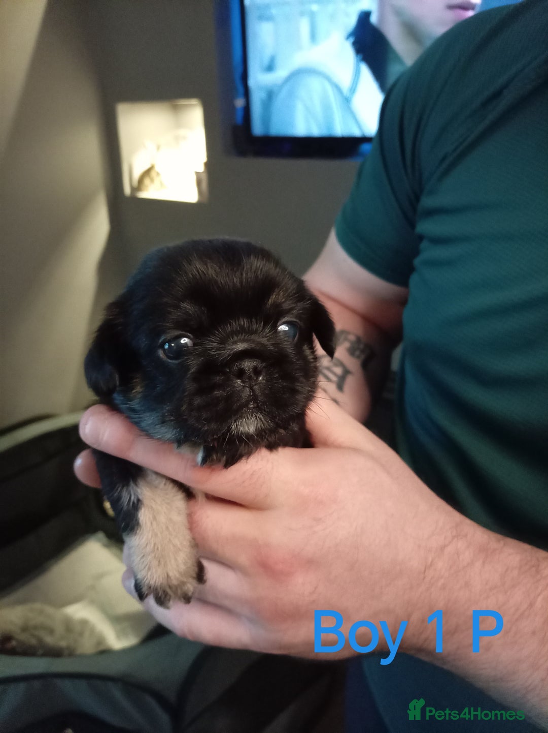 Mixed Breed dogs for sale: Pug x Shih Tzu Pug zu shih pug puppies - Image 9