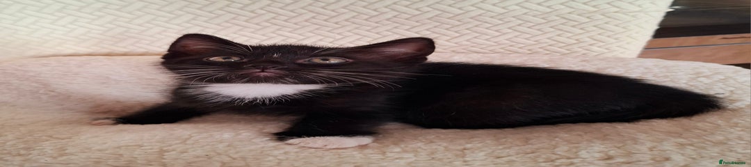 Mixed Breed Kitten 1