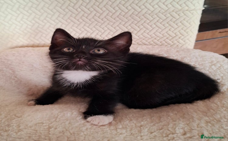 Mixed Breed cats - Advert 11