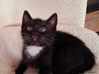 Mixed Breed cats for sale - Advert 2