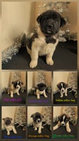 Akita dogs Ready to leave in 2 days.American Akita Puppies 🐾 - Advert 3