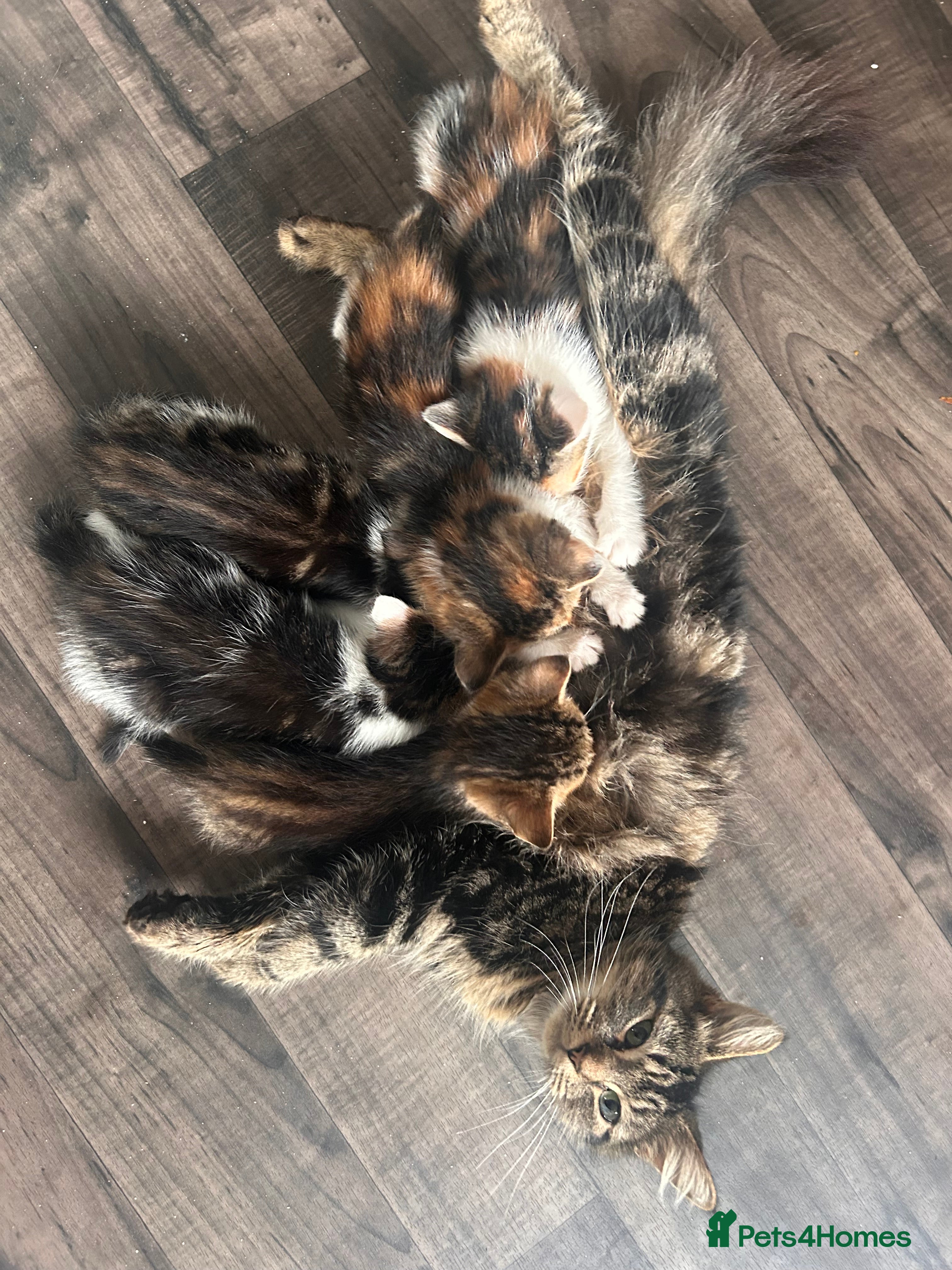 British Longhair cats Kittens for sale  - Advert 2