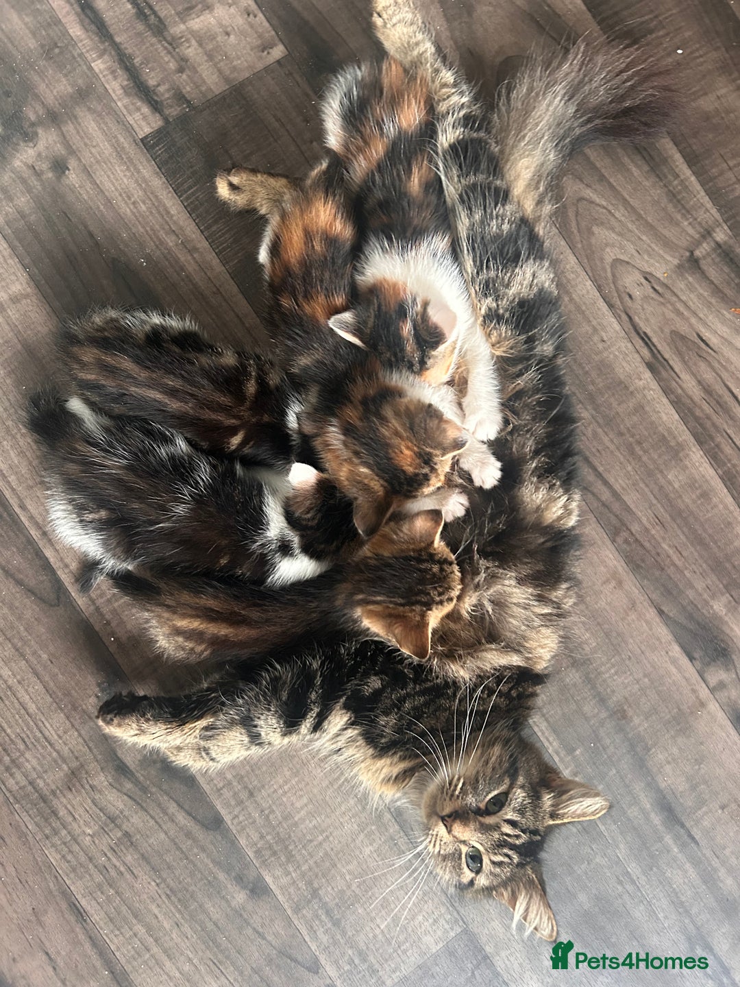 British Longhair cats for sale: Kittens for sale  - Advert 1