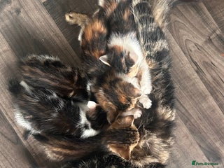 British Longhair cats Kittens for sale - Advert 11